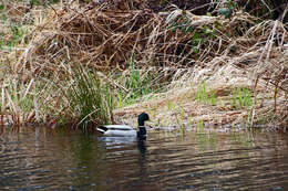 Image of Common Mallard