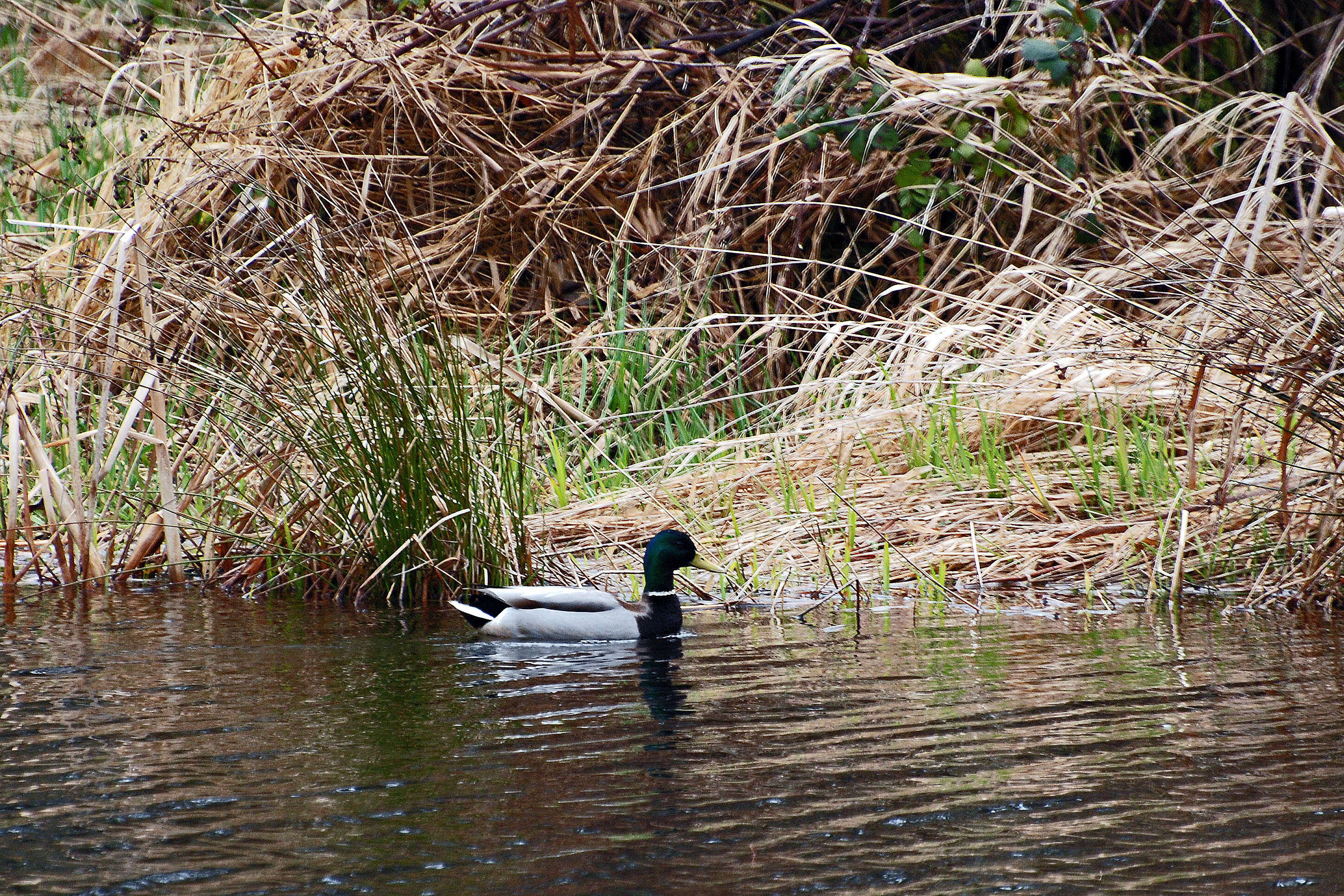 Image of Common Mallard