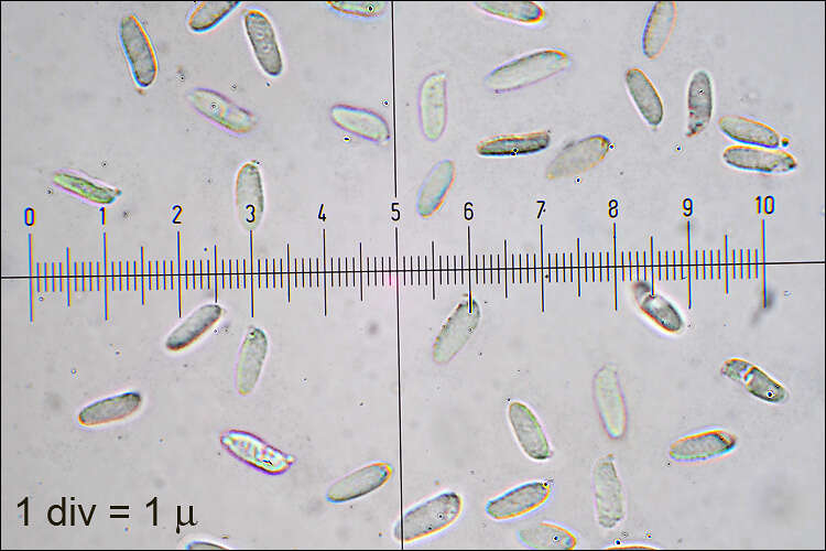 Image of Gloeophyllales