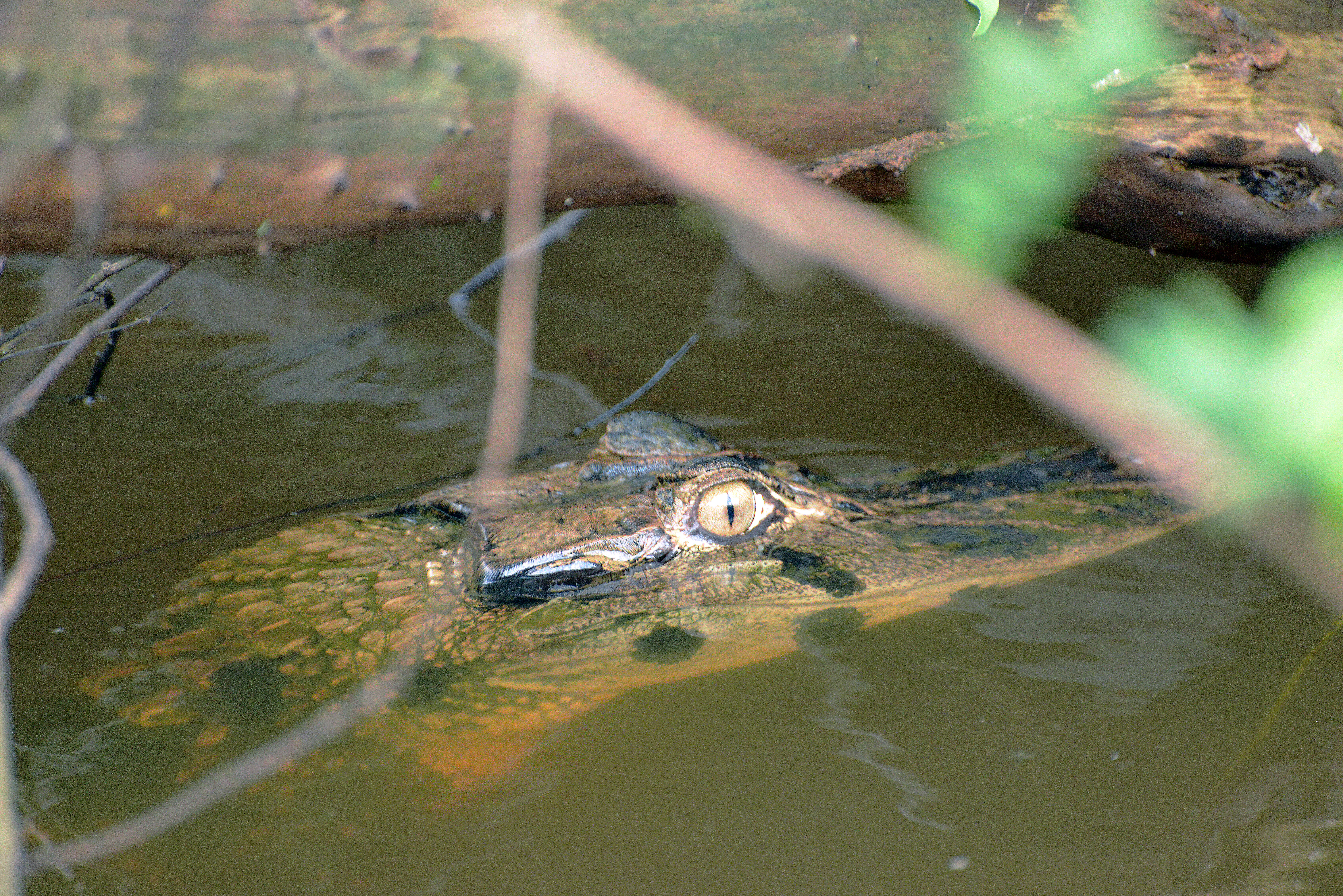 Image of Caimans