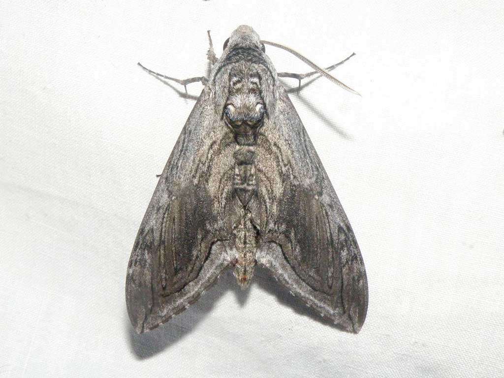 Manduca quinquemaculatus (Haworth 1803)的圖片