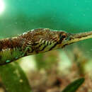 Image of Tentacled pipefish