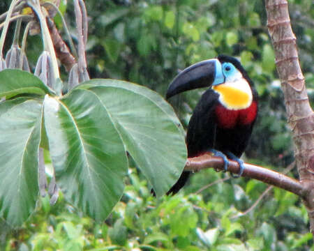 Image of Channel-billed Toucan