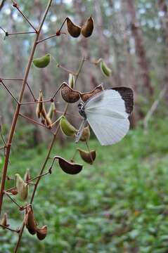 Слика од Desmodium axillare (Sw.) DC.