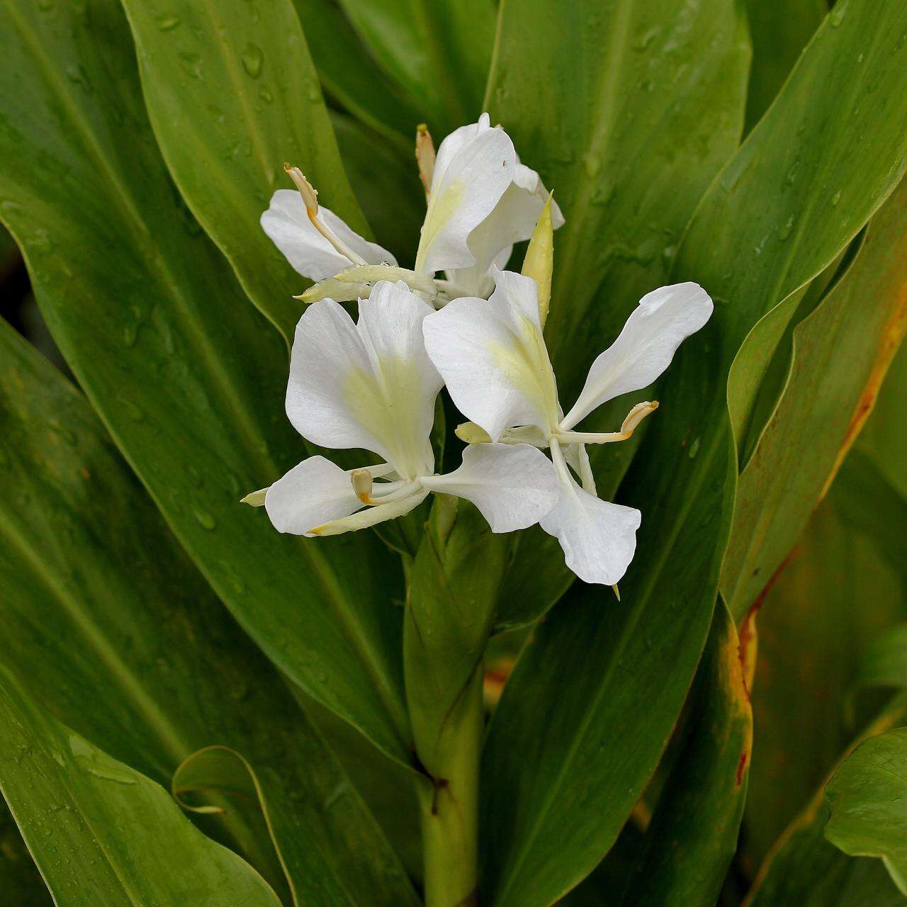 Imagem de Hedychium coronarium J. Koenig