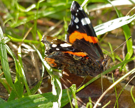 Image of Ladies and Red Admiral