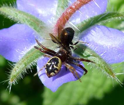 صورة Synema globosum (Fabricius 1775)