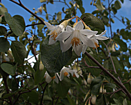 Plancia ëd Styrax redivivus (Torr.) Wheeler