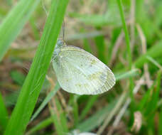 Image of Eurema lucina (Poey (1852))