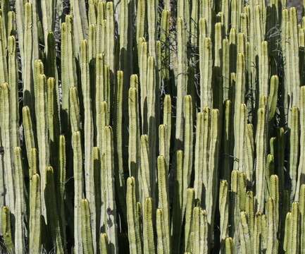 Imagem de Euphorbia canariensis L.