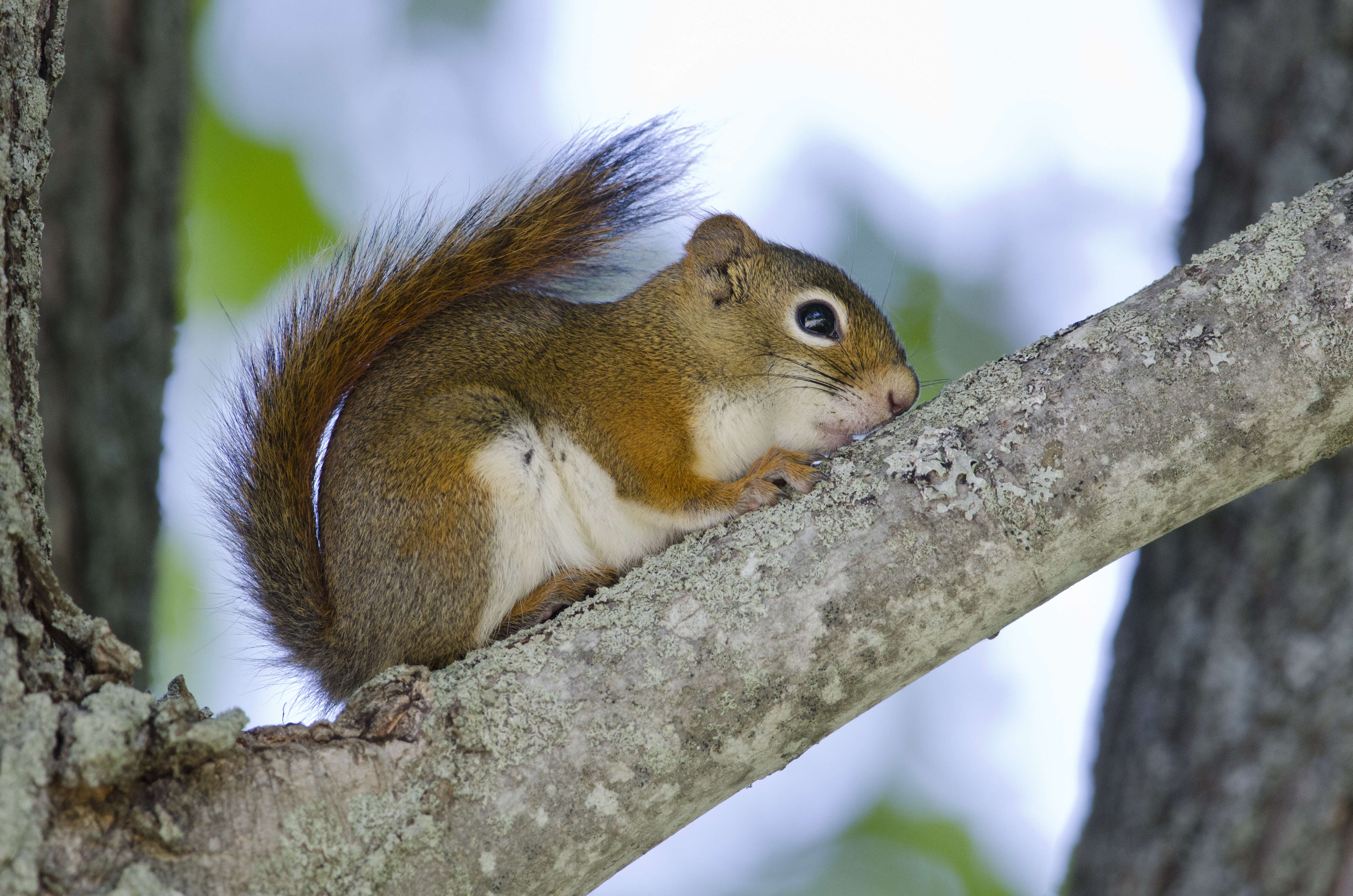 Image of pine squirrel