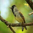 Image of Silvery-cheeked Antshrike