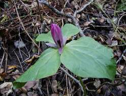 Imagem de Trillium chloropetalum (Torr.) Howell