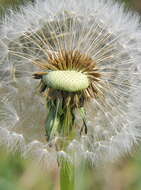 Image of dandelion