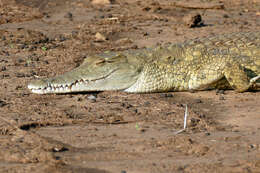 Image of crocodiles