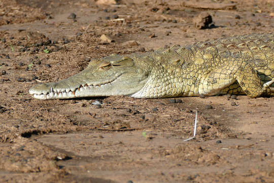 Image of Crocodylus