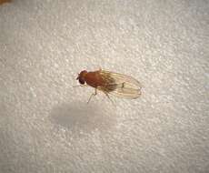 Imagem de Drosophila