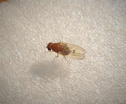 Imagem de Drosophila