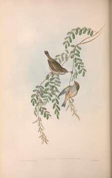 Image of Acanthiza pusilla diemenensis Gould 1838