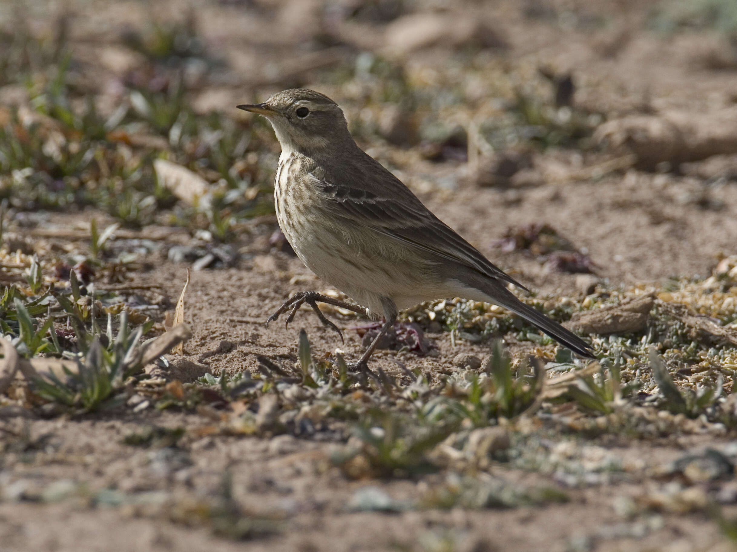 Слика од Anthus rubescens (Tunstall 1771)