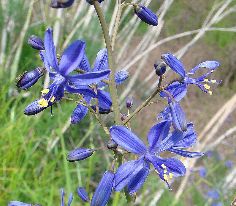 Image of Xanthorrhoeaceae