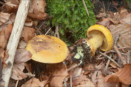 Image of Cortinarius meinhardii Bon 1986