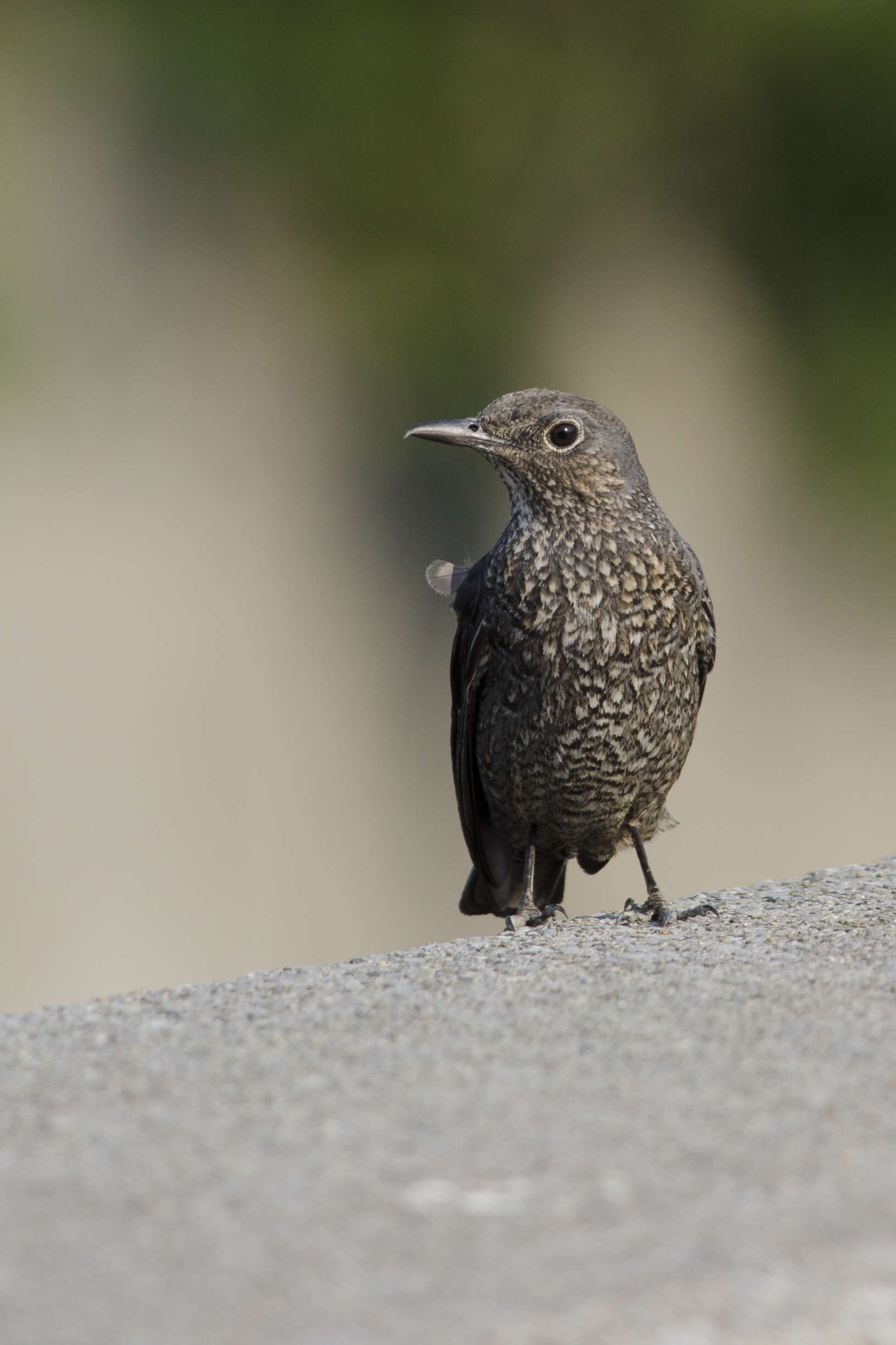 Image of Rock thrush