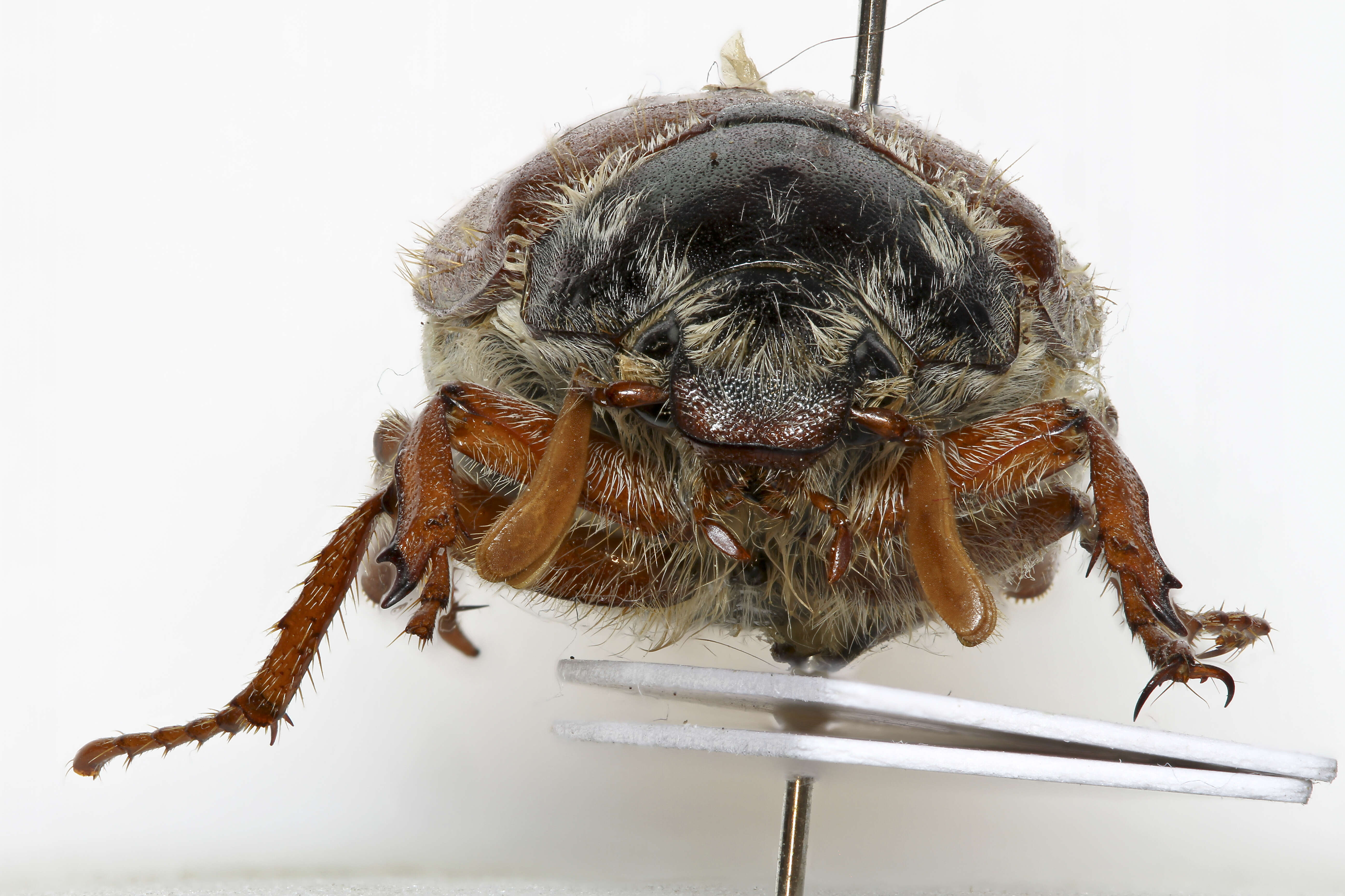 Image of Common cockchafer