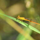 Image of Orange-tailed Sprite