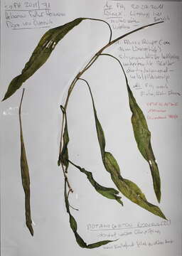 Image of Loddon Pondweed