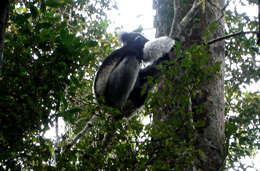 Image of indris, sifakas and woolly lemurs