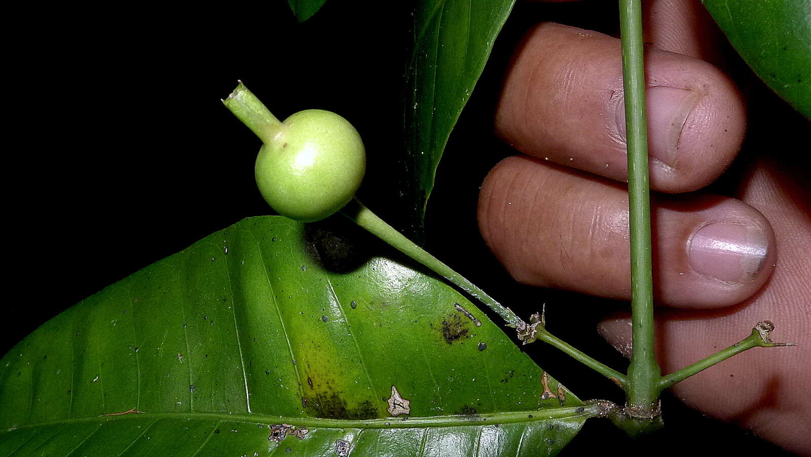 Plancia ëd Faramea biflora J. G. Jardim & Zappi