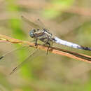 Image of White-tailed Skimmer