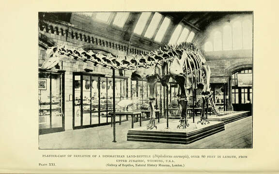 Image of Diplodocus Marsh 1878