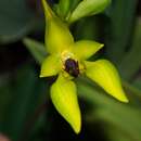 Image of Bulbophyllum amplebracteatum subsp. carunculatum (Garay, Hamer & Siegerist) J. J. Verm. & P. O'Byrne