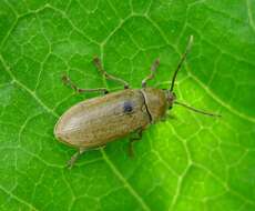 Image of dascillid soft-bodied plant beetles