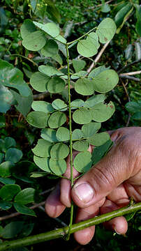 Sivun Mimosa ceratonia L. kuva