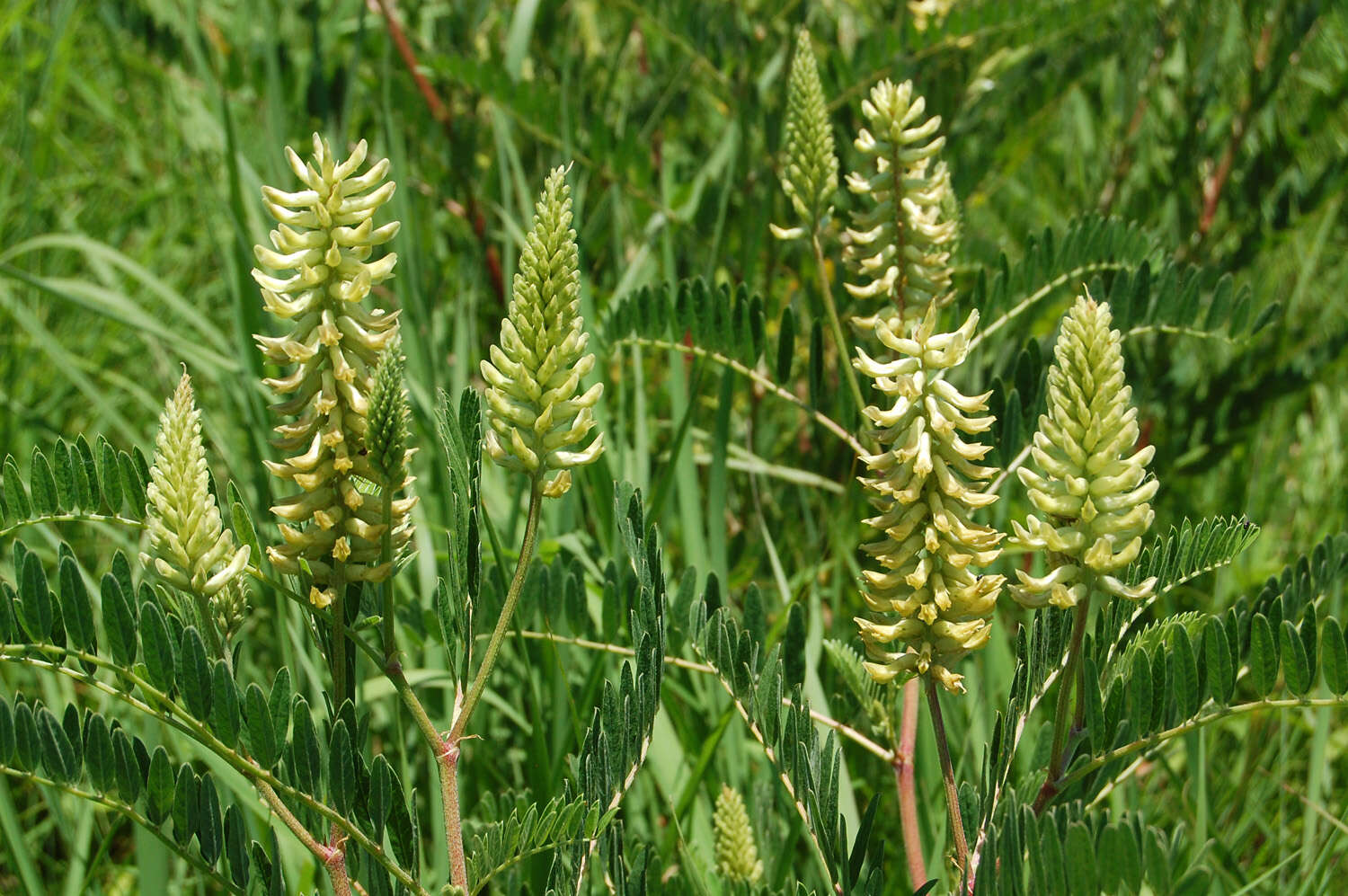 Image of Canadian milkvetch