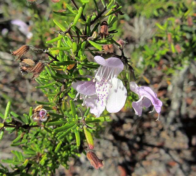 Image of largeflower false rosemary