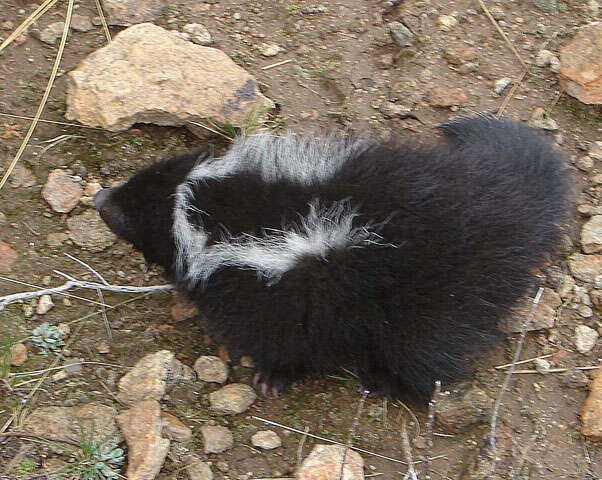 Image of Molina's Hog-nosed Skunk