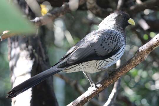 Image of Western Grey Plantain-eater