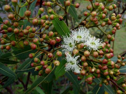 Imagem de Eucalyptus curtisii Blakely & C. T. White