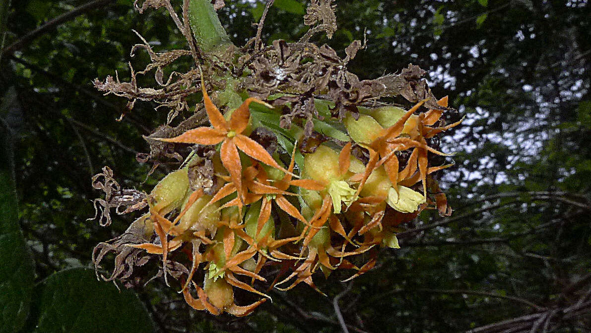 Image of Gurania subumbellata (Miq.) Cogn.