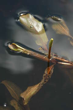 Image of alpine pondweed