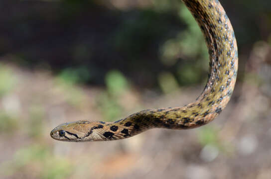 Image of Xenochrophis Günther 1864