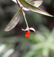 Image of Pittosporum bicolor Hook.