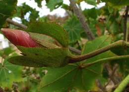 Image of treecotton