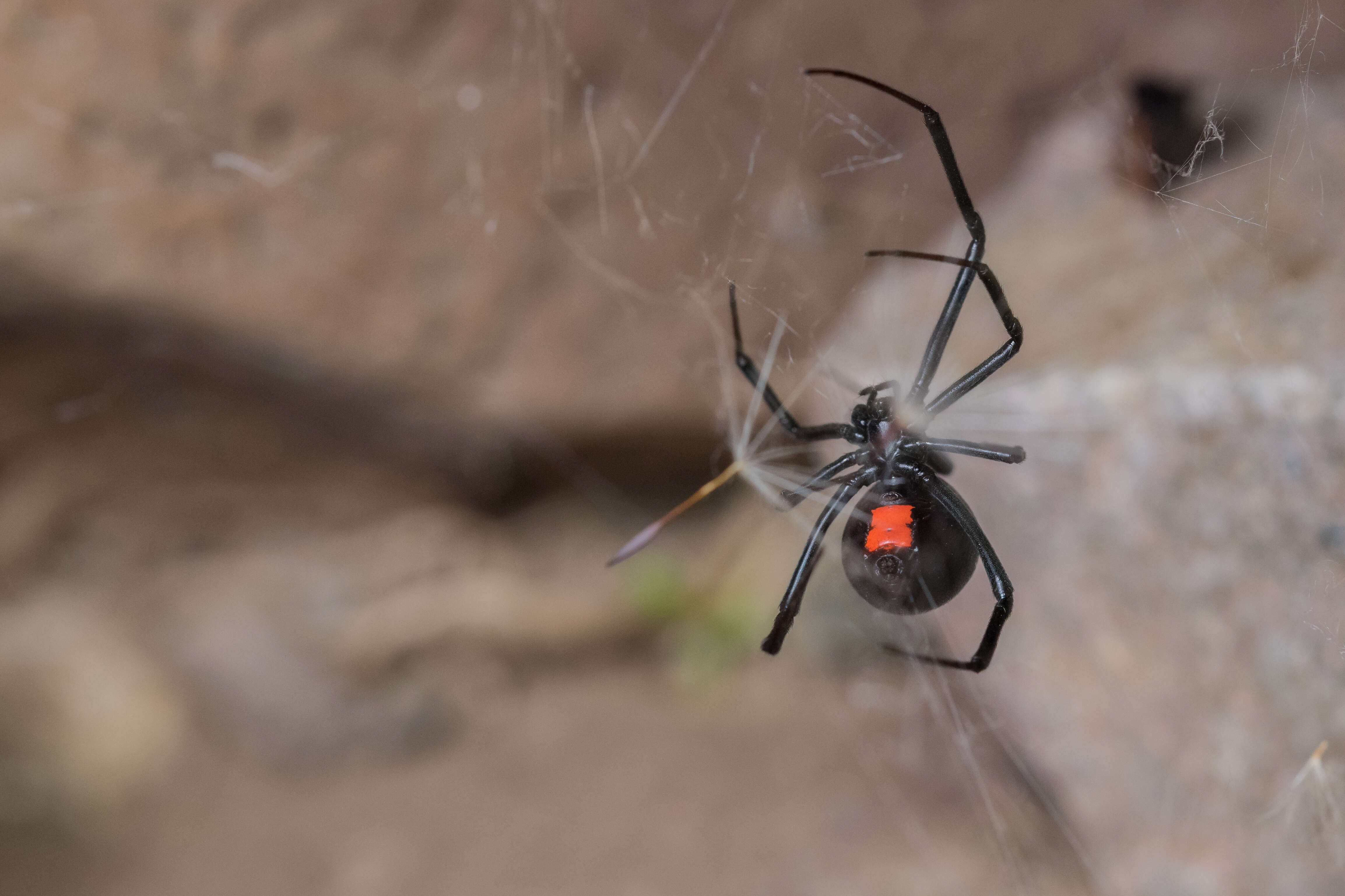 Image of Latrodectus