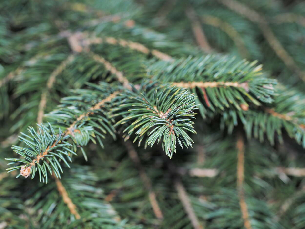 Image of spruce