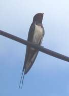 Image of Hirundo Linnaeus 1758